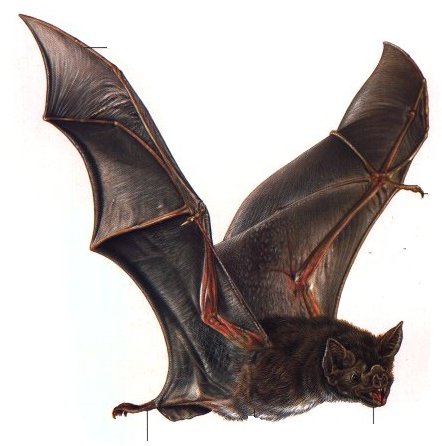 Vampire Bats Sleeping